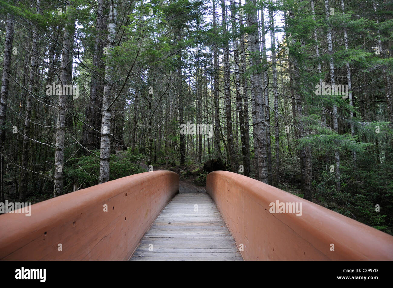 Redwoods National Park, Kalifornien, USA - Lady Bird Johnson Grove Stockfoto