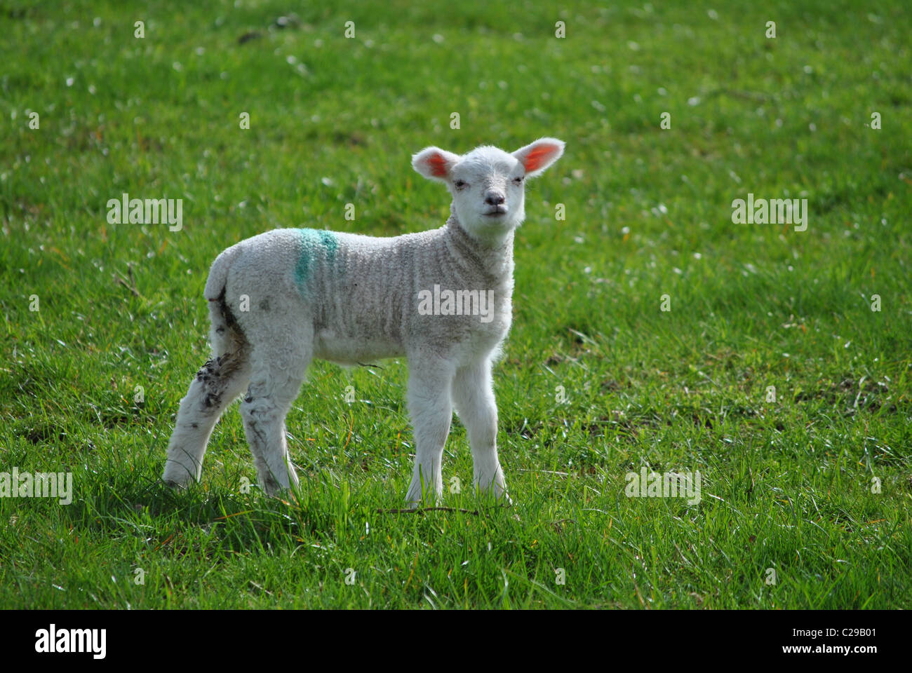 niedliche Lämmchen alleine in einem Feld Stockfoto