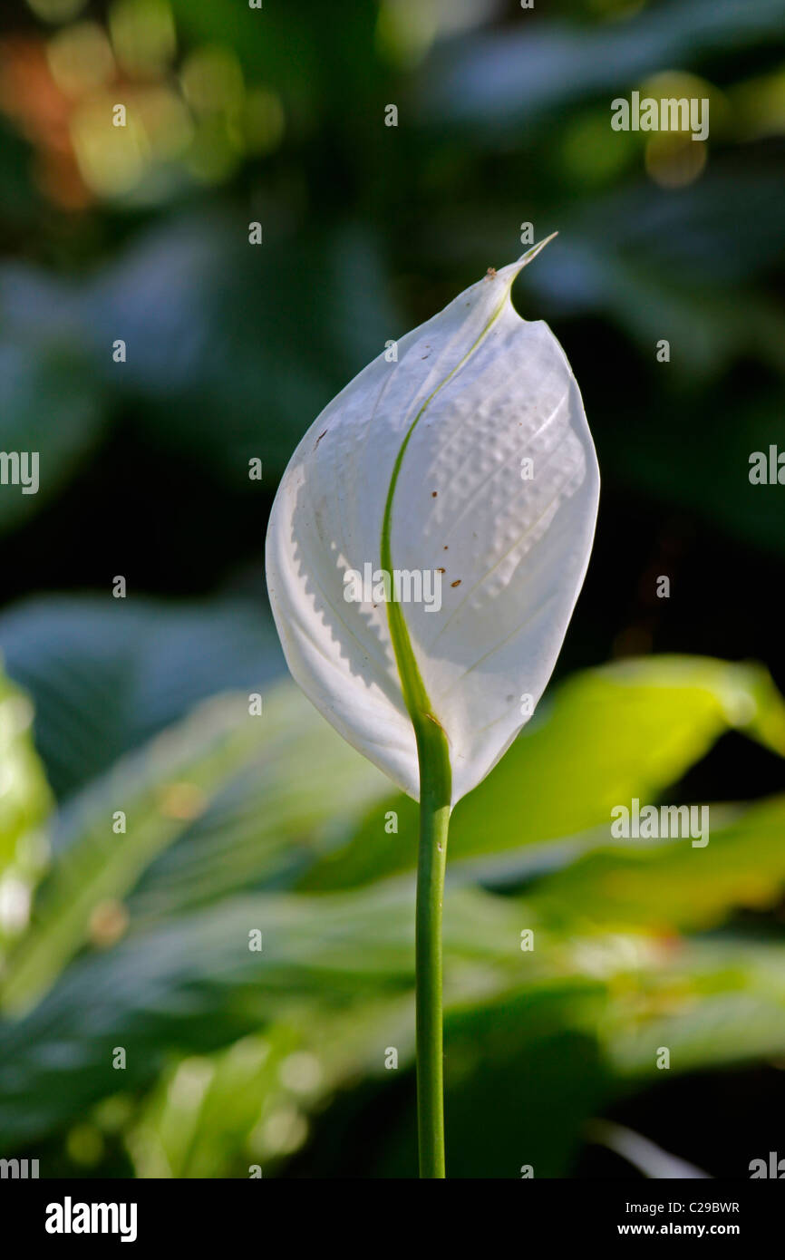 Frieden-Lilie, Cobra Pflanze, Spathiphyllum wallisii Stockfoto