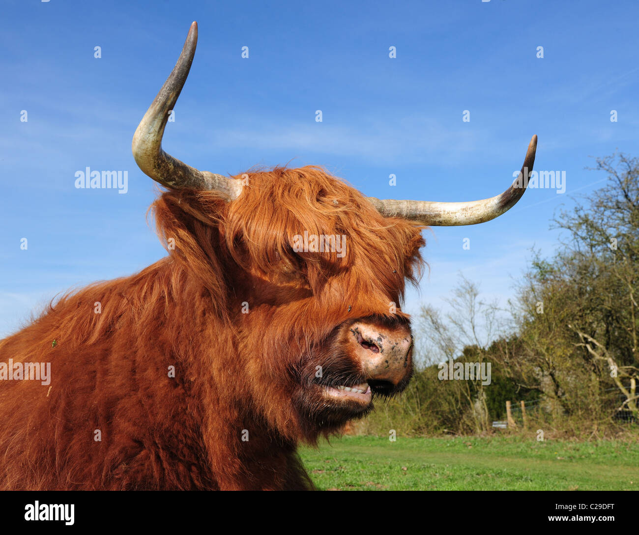 Highland Cattle oder Kyloe. Eine alte schottische Rasse der Rinder mit eleganten langen Hörner und lange Mäntel Stockfoto