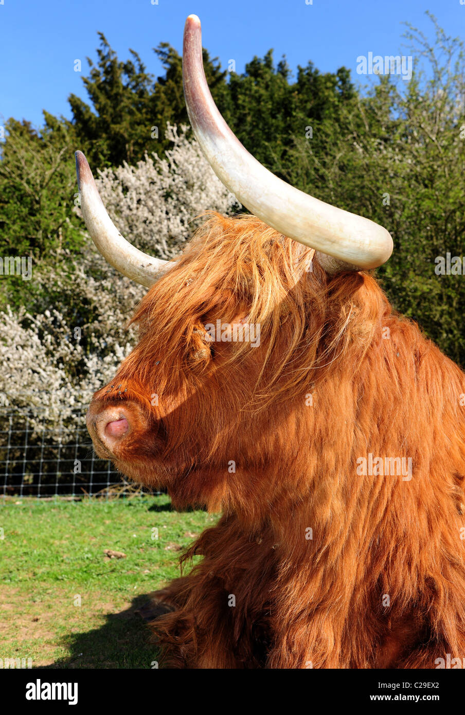 Rutland Highland Rinder. Eine schottische Rasse weithin exportiert in die USA und Australien. Stockfoto