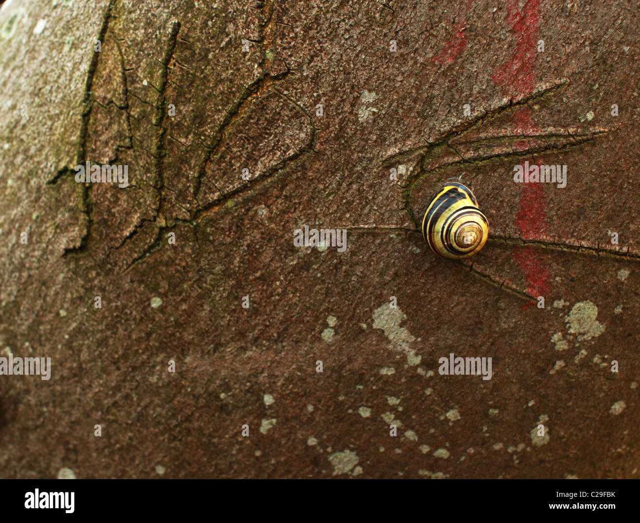 Schnecke auf den Baum-Dampf Stockfoto