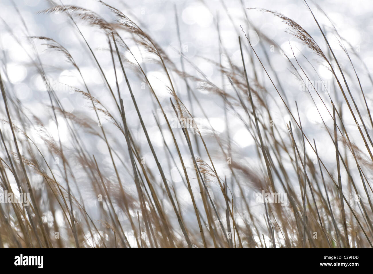 Schilf im Wind bewegen Stockfoto