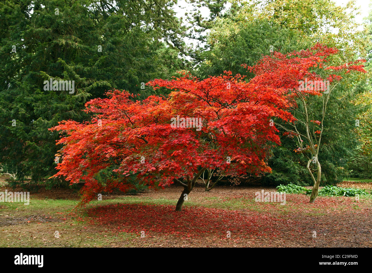 Acer Baumarten - in Herbstfarben Stockfoto