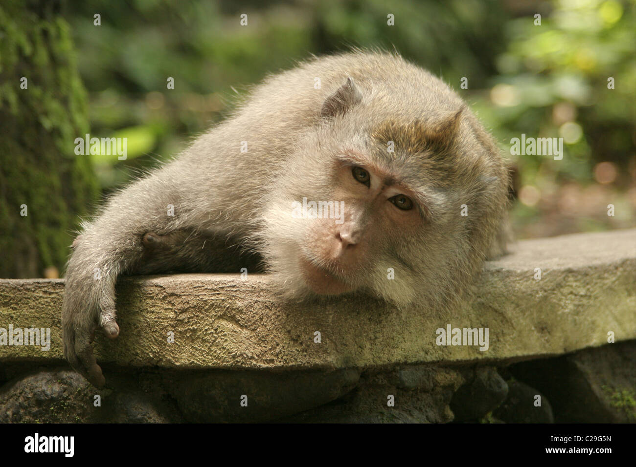 Makaken-Affen in die Kamera schaut. Stockfoto