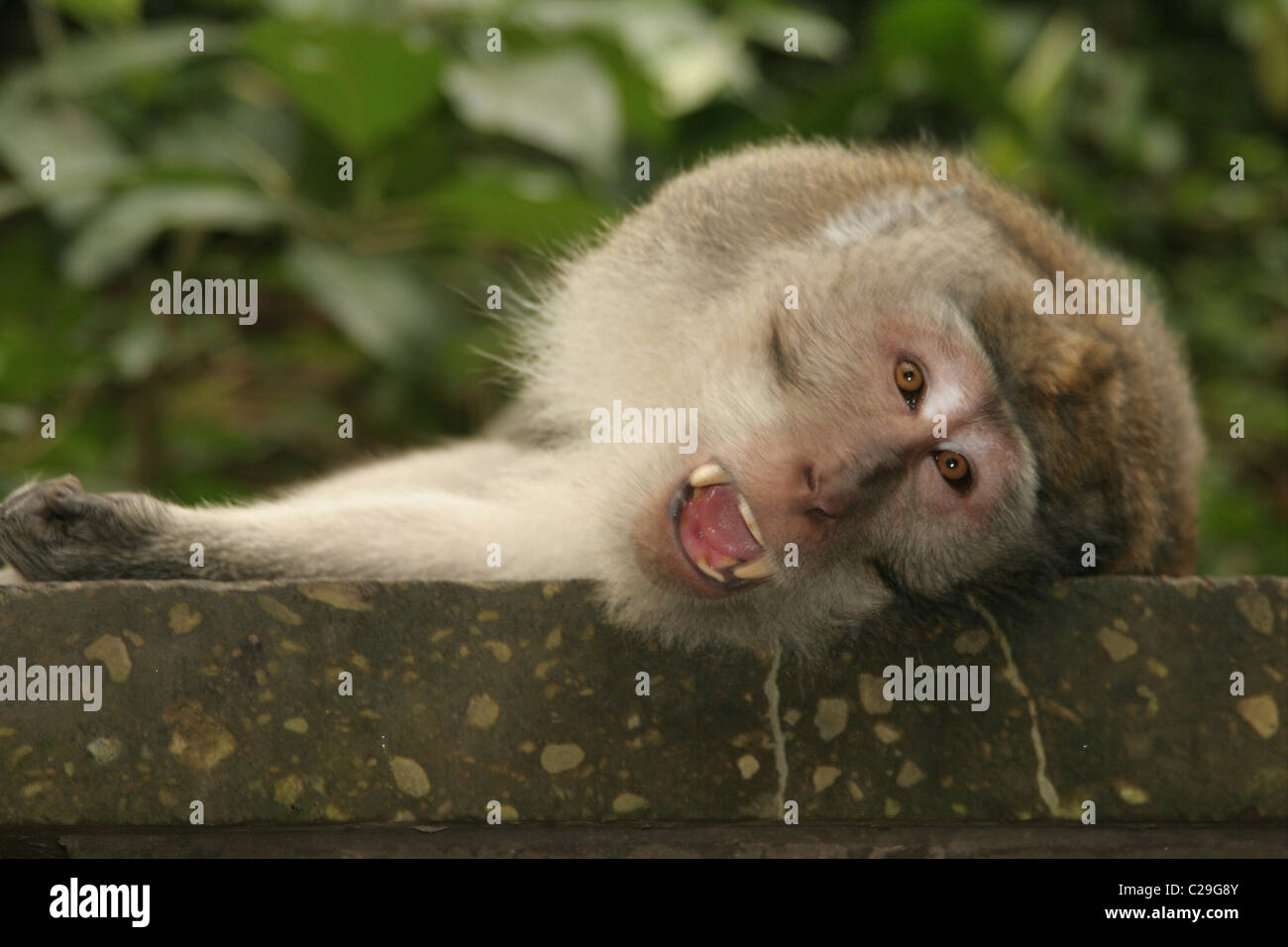 Makaken-Affen zeigt seine Zähne. Stockfoto
