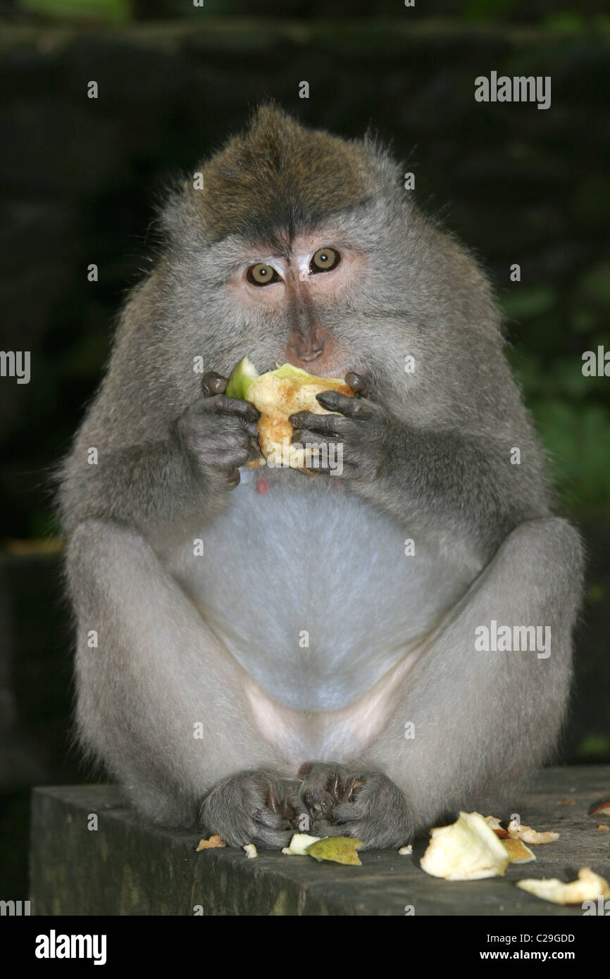 Makaken-Affen Früchte zu essen. Stockfoto