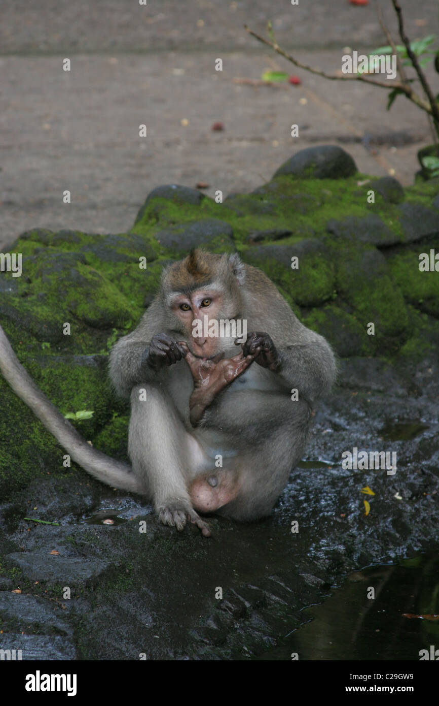 Lange tailed Macaque Affen Reinigung seinen Fuß. Stockfoto