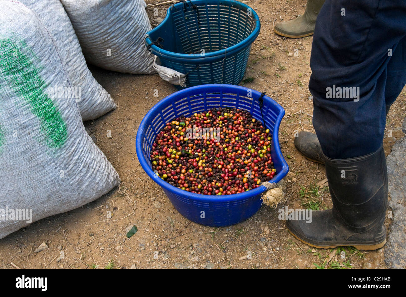 picture Coffee Picking Basket alamy