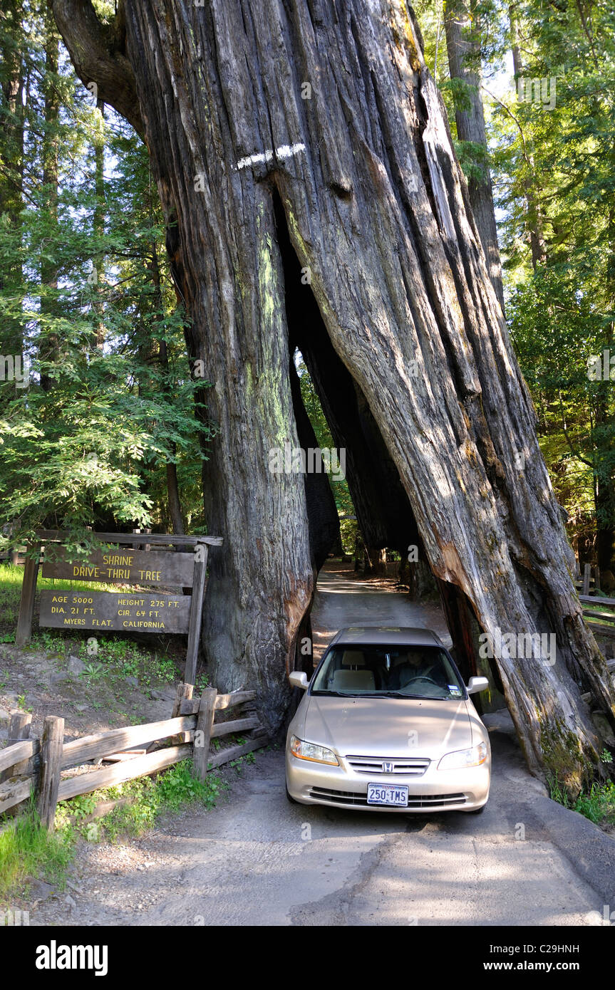 Redwoods National Park, Kalifornien, USA - Fahrt durch Baum Stockfoto