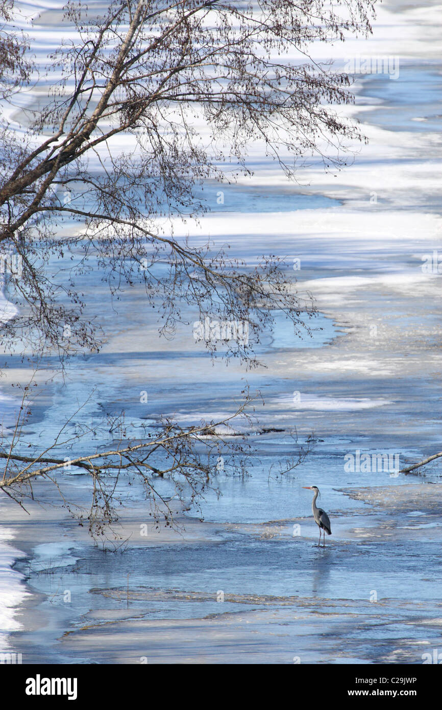 Graue Reiher (Ardea Cinerea) auf schmelzendem Eis am Fluss angeln. Frühling Stockfoto
