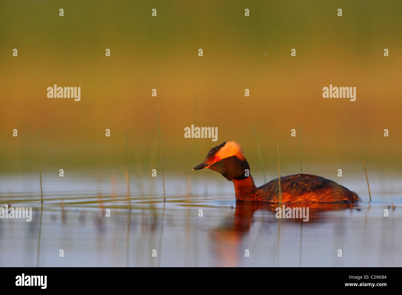 Slawonische Haubentaucher (Podiceps Auritus) Stockfoto