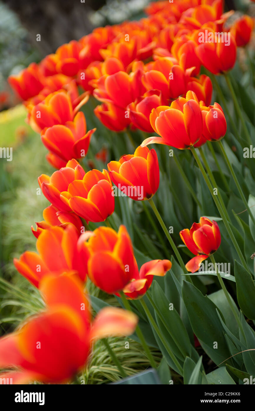 "Welt der Favorit" Tulpen Stockfoto