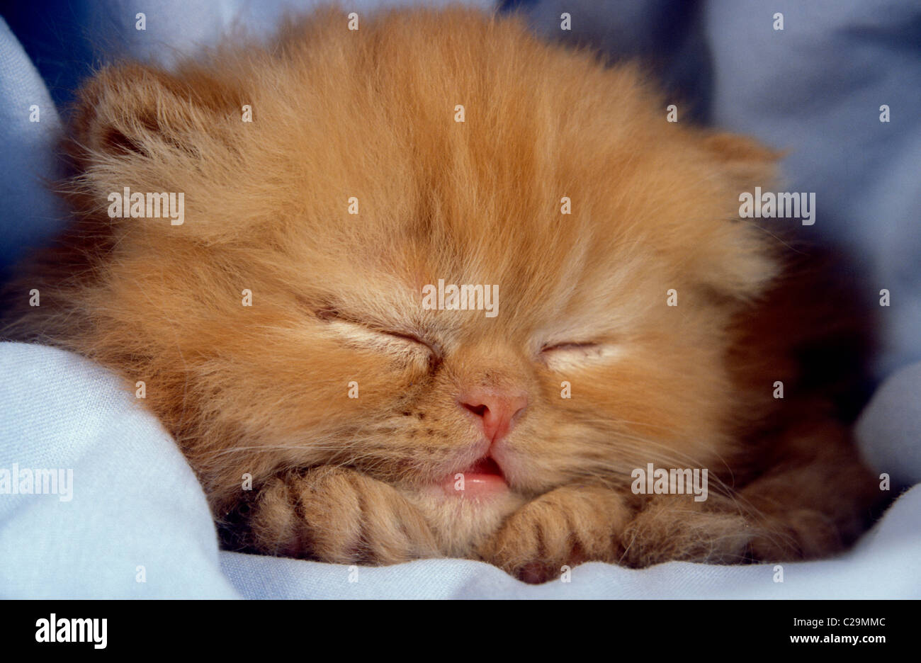 Ingwer persische Kätzchen schlafen Stockfoto