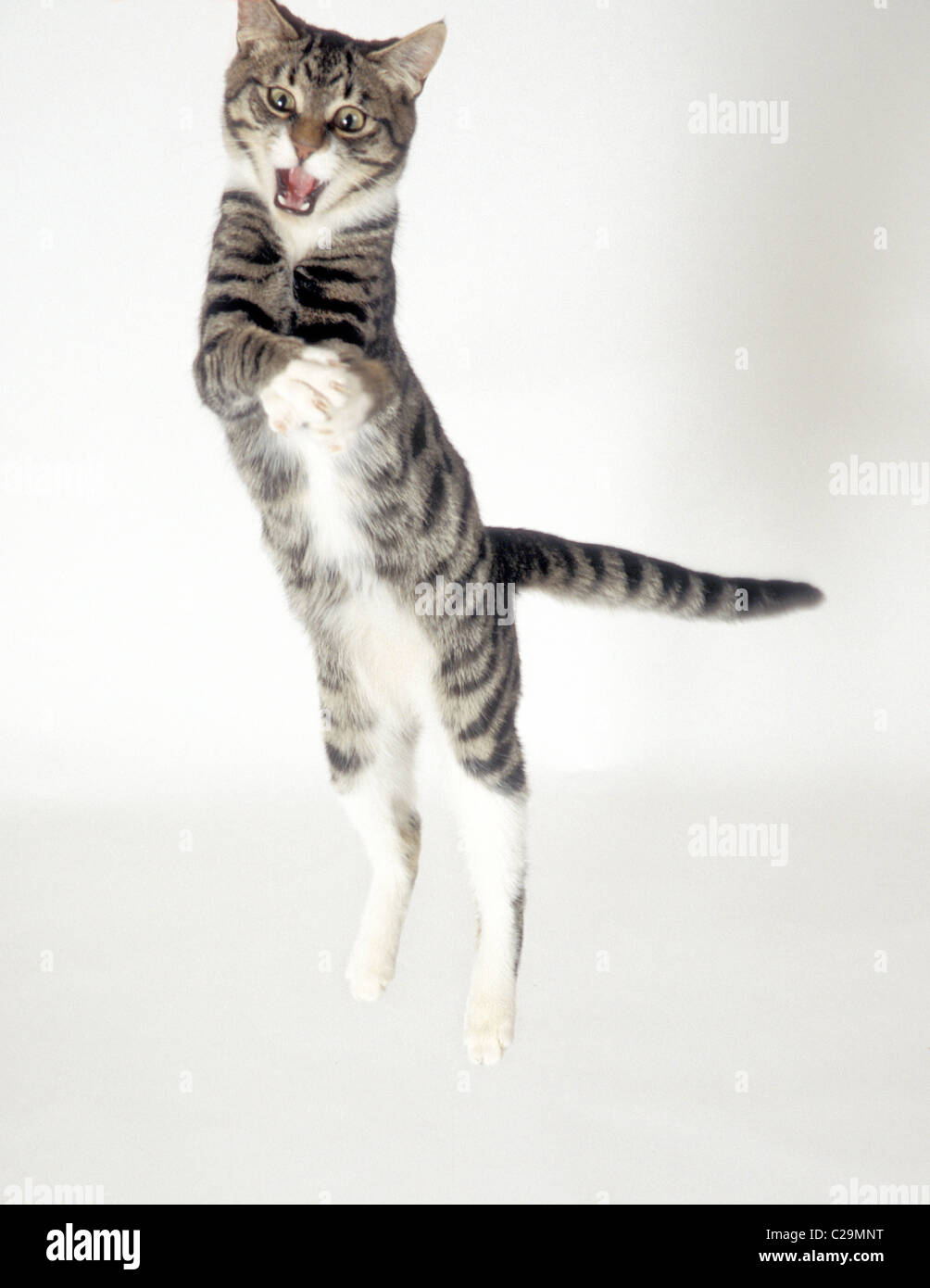 junge Katze springt in die Luft Stockfoto
