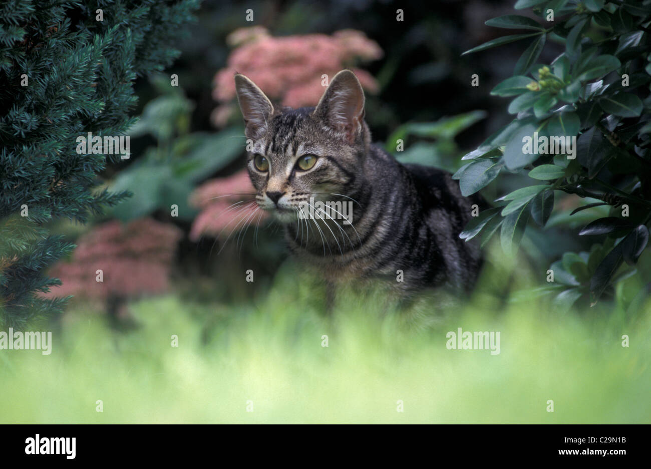 Tabby Katze stalking-Opfer Stockfoto