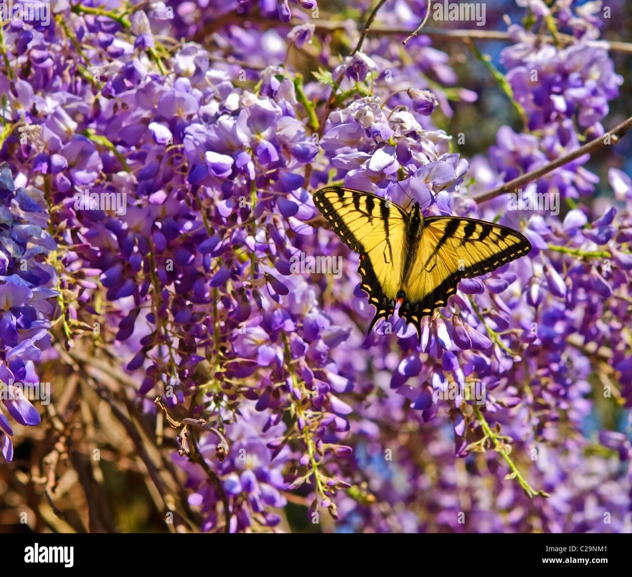 Ein gelber Schmetterling hebt sich von den Purpur der Glyzinien Blüten. Stockfoto