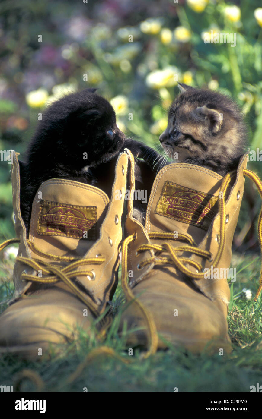 zwei niedliche Kätzchen sitzen im alten Stiefel Stockfoto
