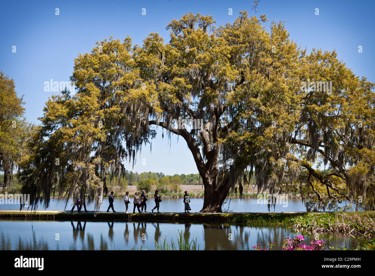 Reisegruppe übergibt eine Live-Eiche in Middleton Place Plantage in Charleston, SC, die älteste Gartenanlage in den USA Stockfoto