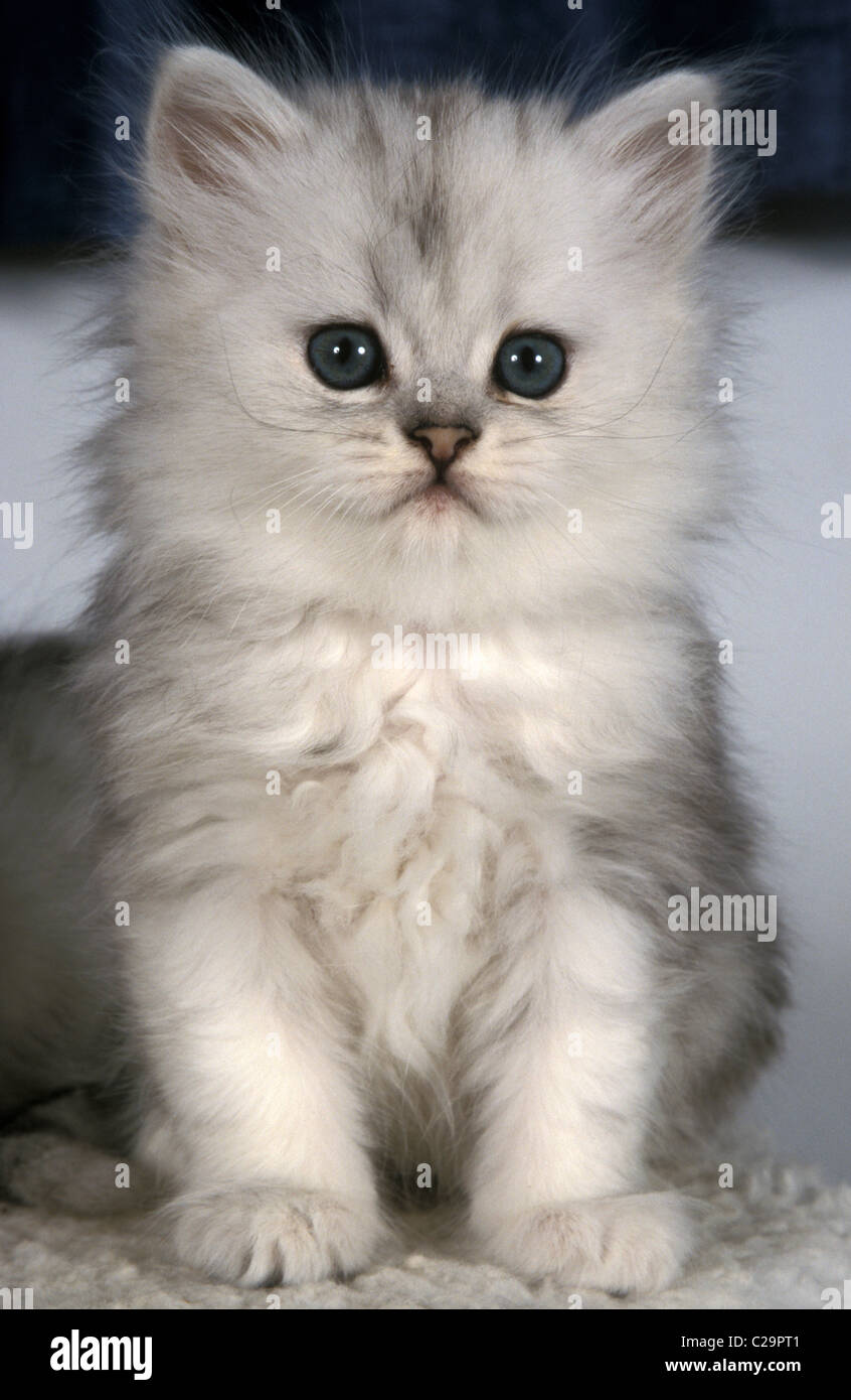 kleine Silber getupft Perser Kätzchen Stockfoto