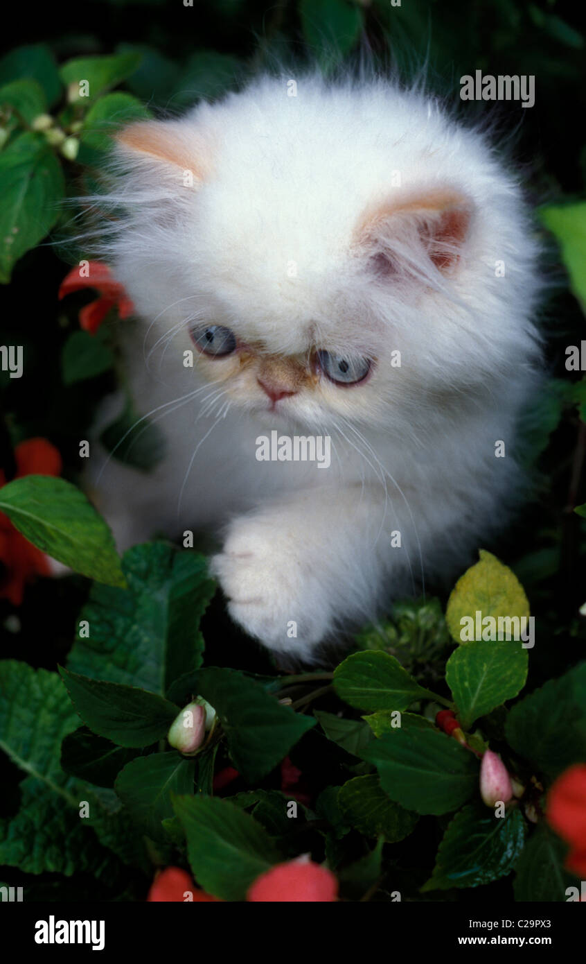 weiße Perser Kätzchen im Garten Stockfoto
