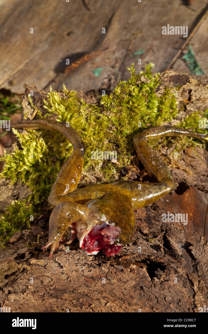 Grasfrosch (Rana Temporaria). Einer der mehrere de-Kopfpauschale durch einen Otter und links vom Garten Pondside während Pool für Fische zu überfallen. Stockfoto