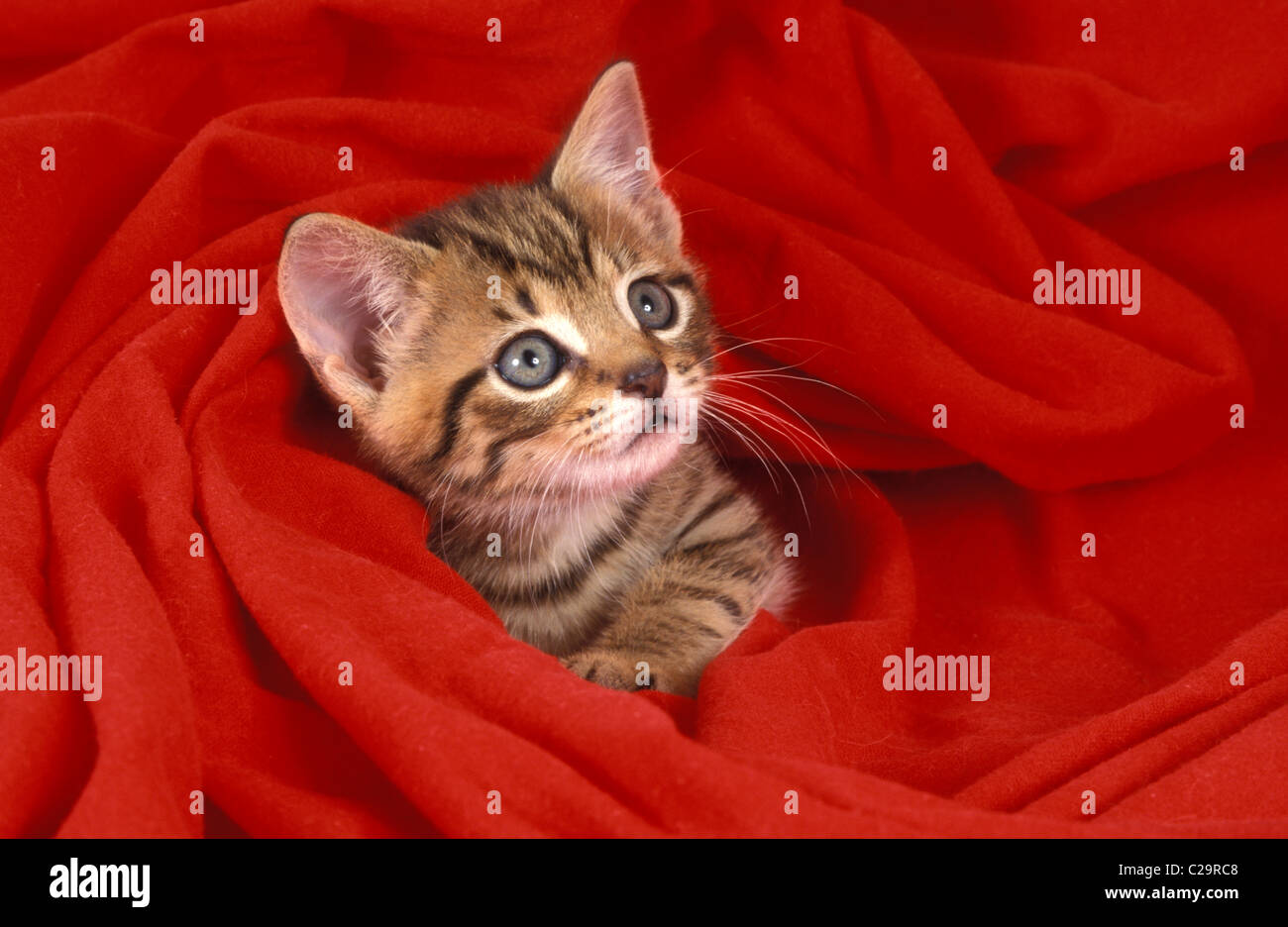 süße Tabby Kitten auf rote Decke Stockfoto