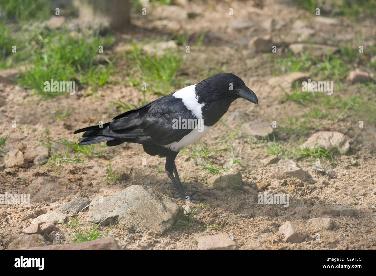 Pied Crow (Corvus Albus). Ost- und Zentralafrika. Stockfoto