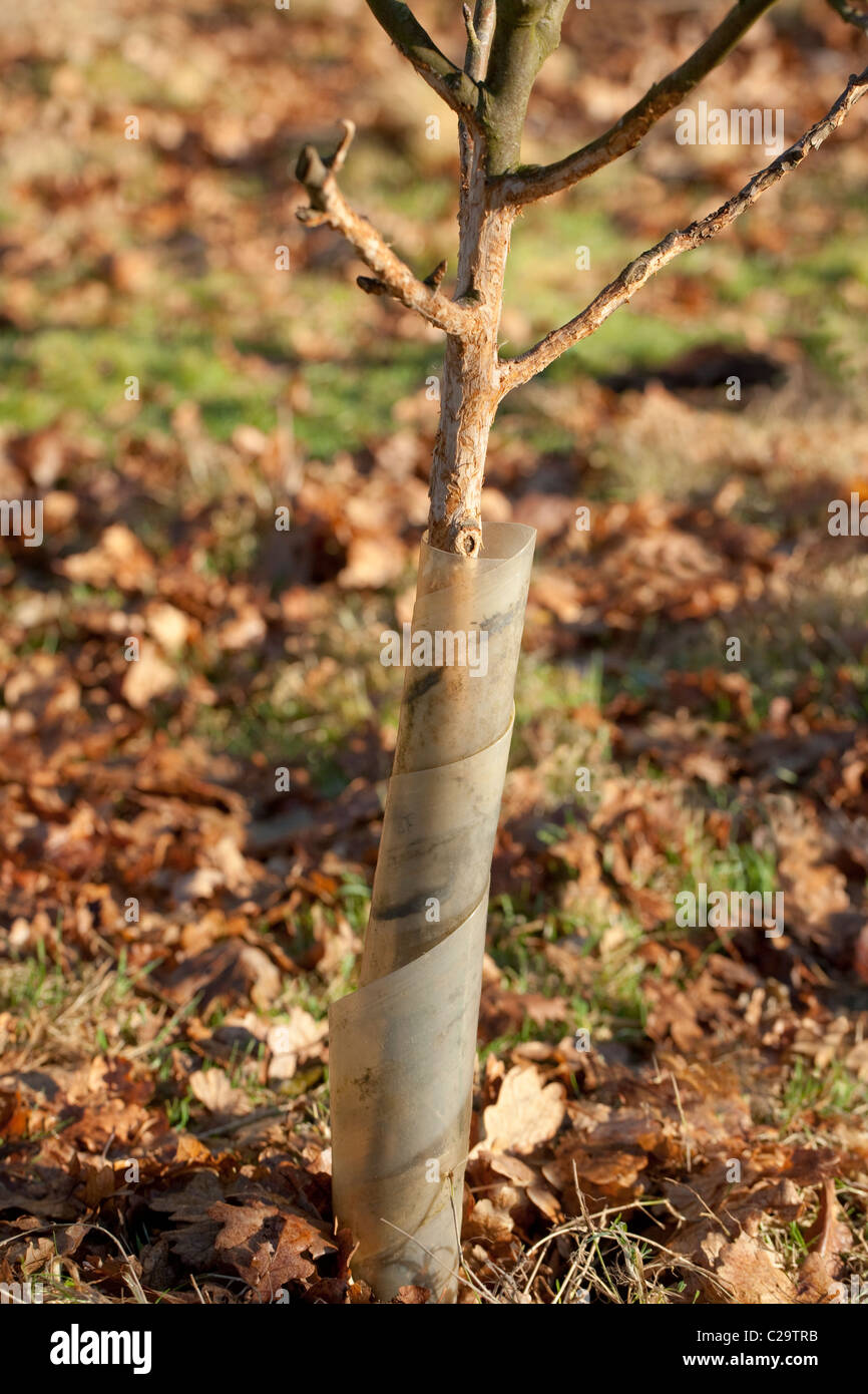 Bäumchen Obstbaum, die trotz Kunststoff zu schützen, ein Kaninchen (Oryctolagus Cuniculous), ist es gelungen, Ring-Rinde. Stockfoto