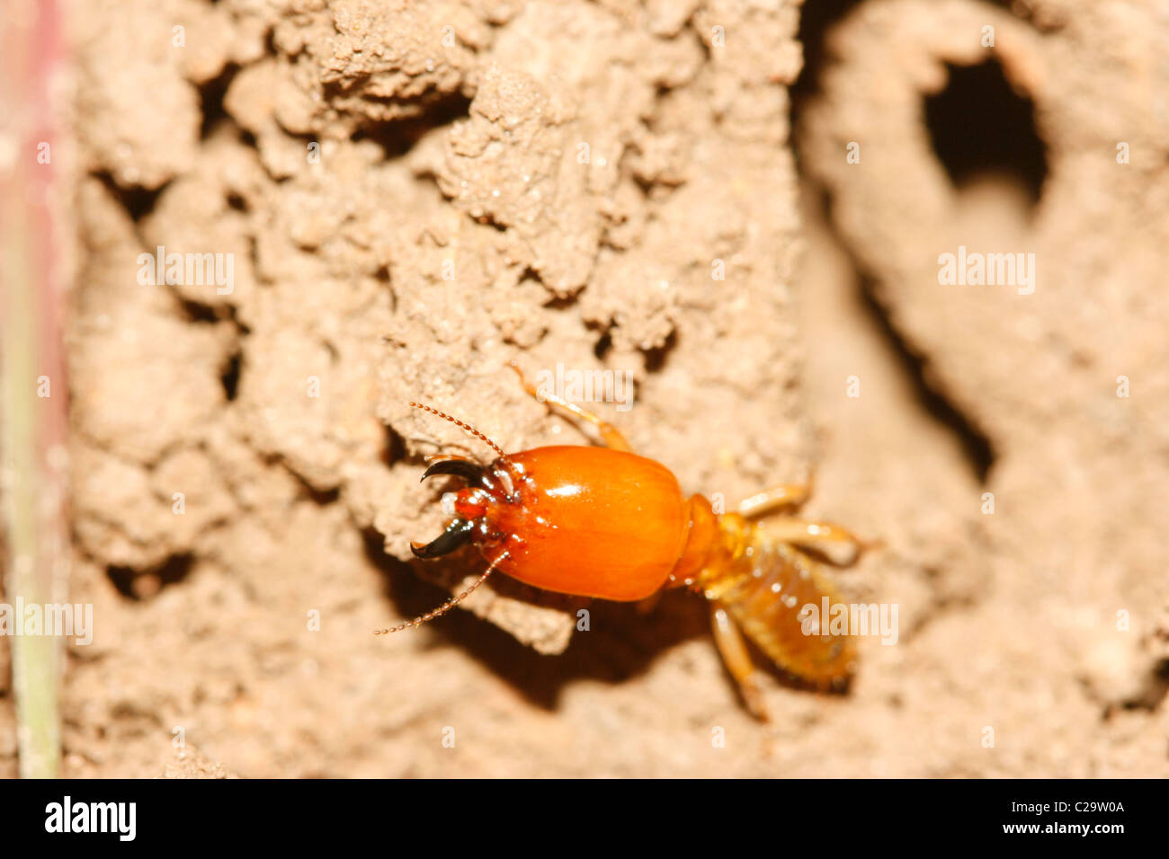 Termite Soldat (Termitidae Macrotermitinae) in Uganda Stockfoto