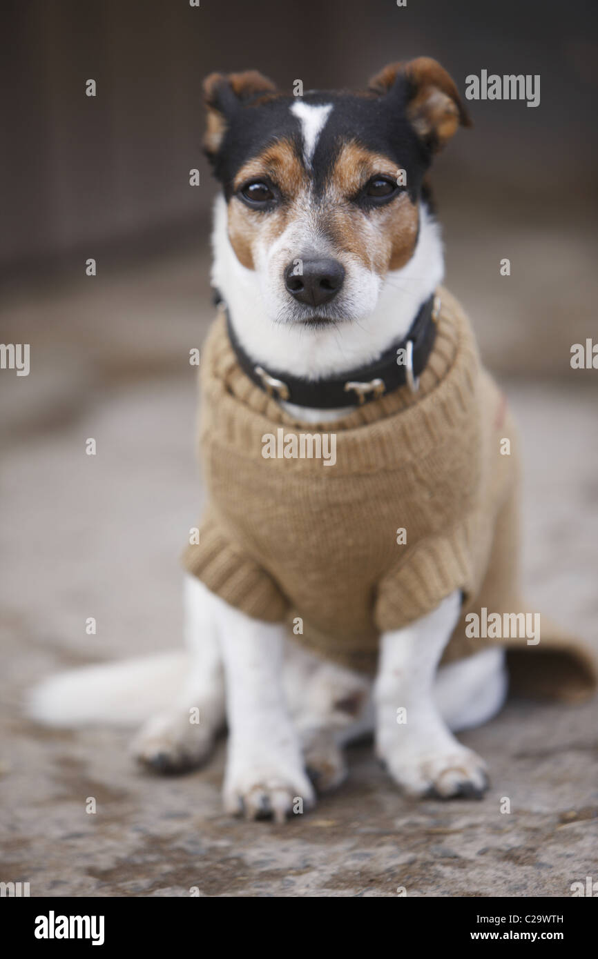 DEU, 20110325, Hund mit einem waistcoast Stockfoto