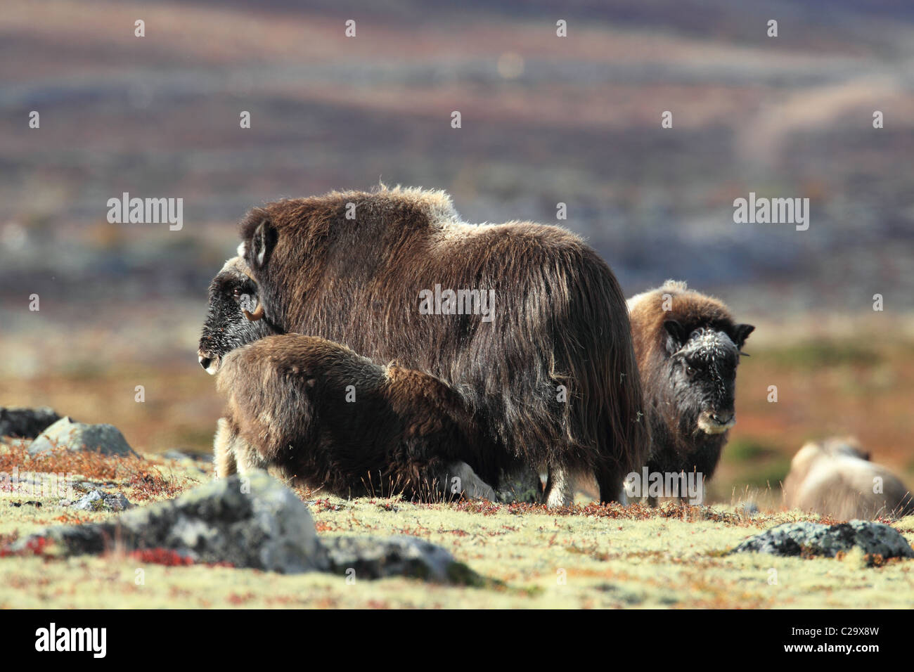 Moschusochsen Kalb in Säugetieren Norwegen Stockfoto