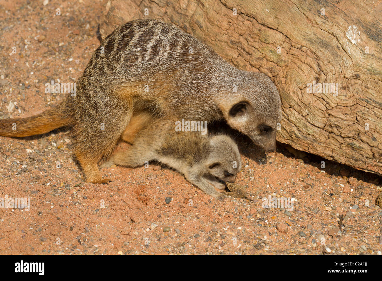 Ein Erdmännchen und ein Baby Graben in Bristol Zoo neue Erdmännchen-Suche Stockfoto