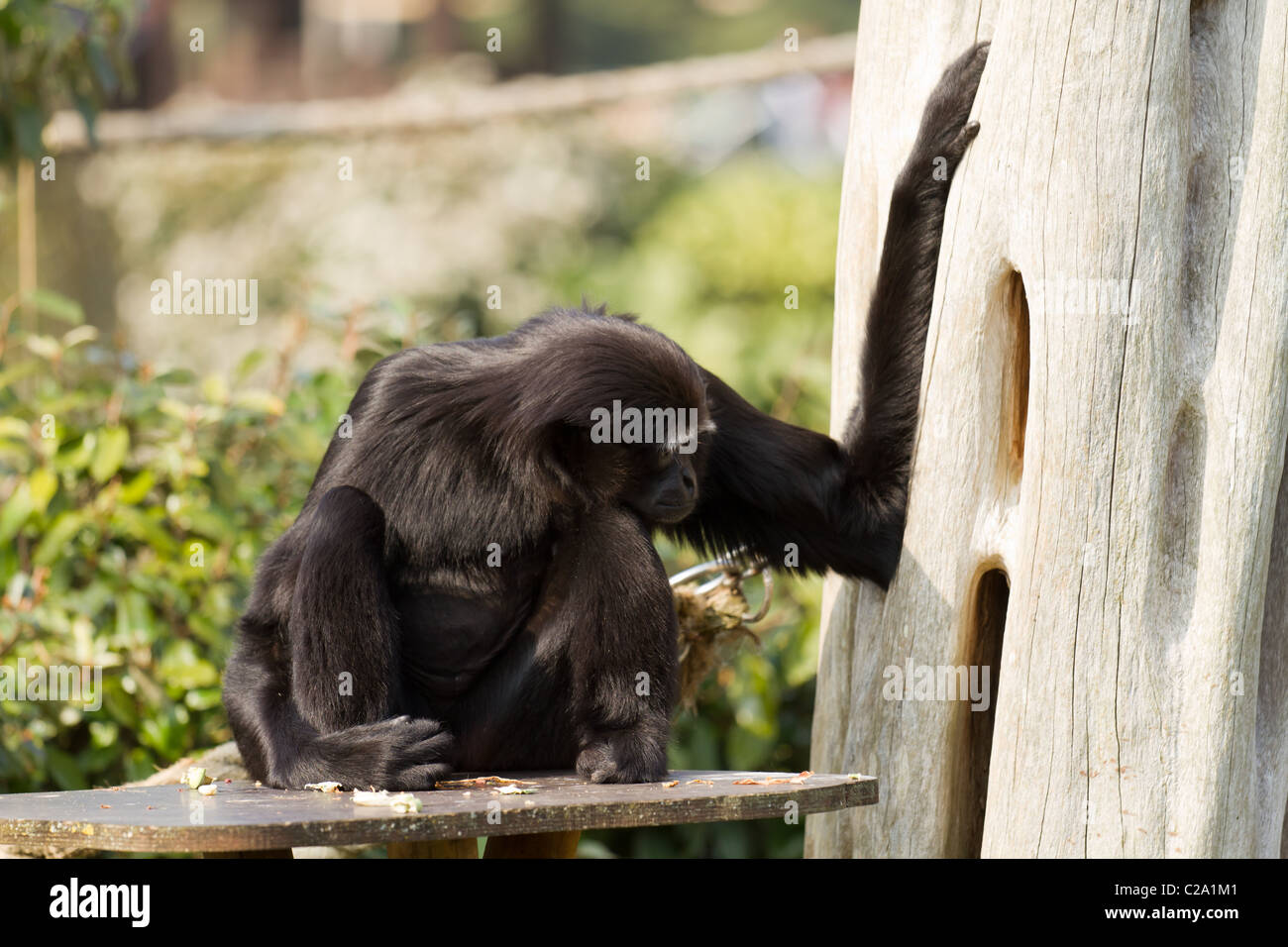 Eine Agile Gibbon im Zoo von Bristol Stockfoto