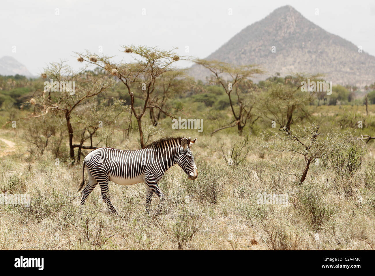 Ein Grévy-Zebras in der Samburu National Reserve, Kenia Stockfoto