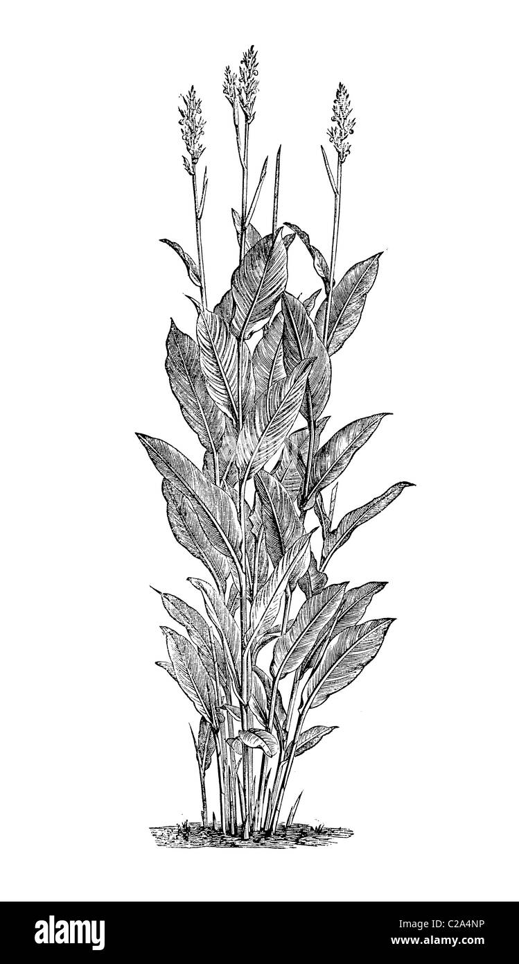 Cana Iridiflora in Blüte. Ihre brillante Blumen und coole Segge wie Laub bilden einen guten Kontrast, 19. Jahrhundert illustration Stockfoto