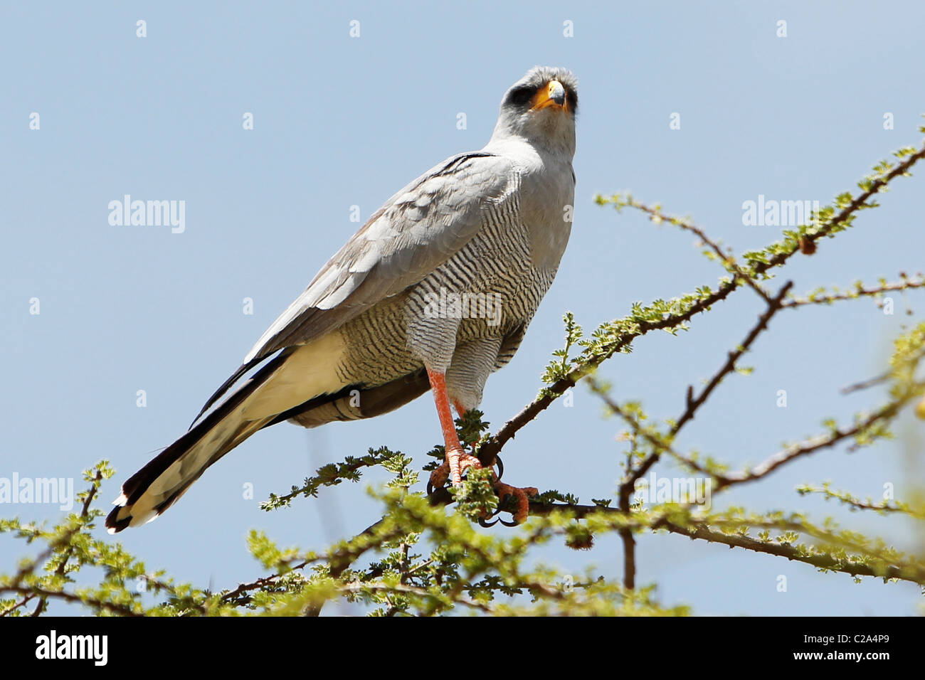 Eine östliche (blass) singen Goshawk thront auf einem Baum im Samburu National Reserve, Kenia Stockfoto