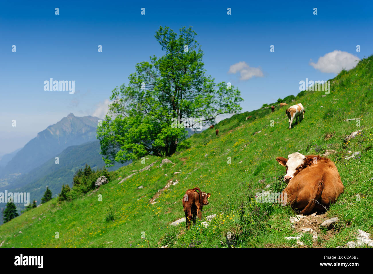 Kuh Kalb auf alpine Hang liegend mit grünen Wiese unter blauem Himmel. Flachen DOF, Fokus auf Kühe Augen. Stockfoto