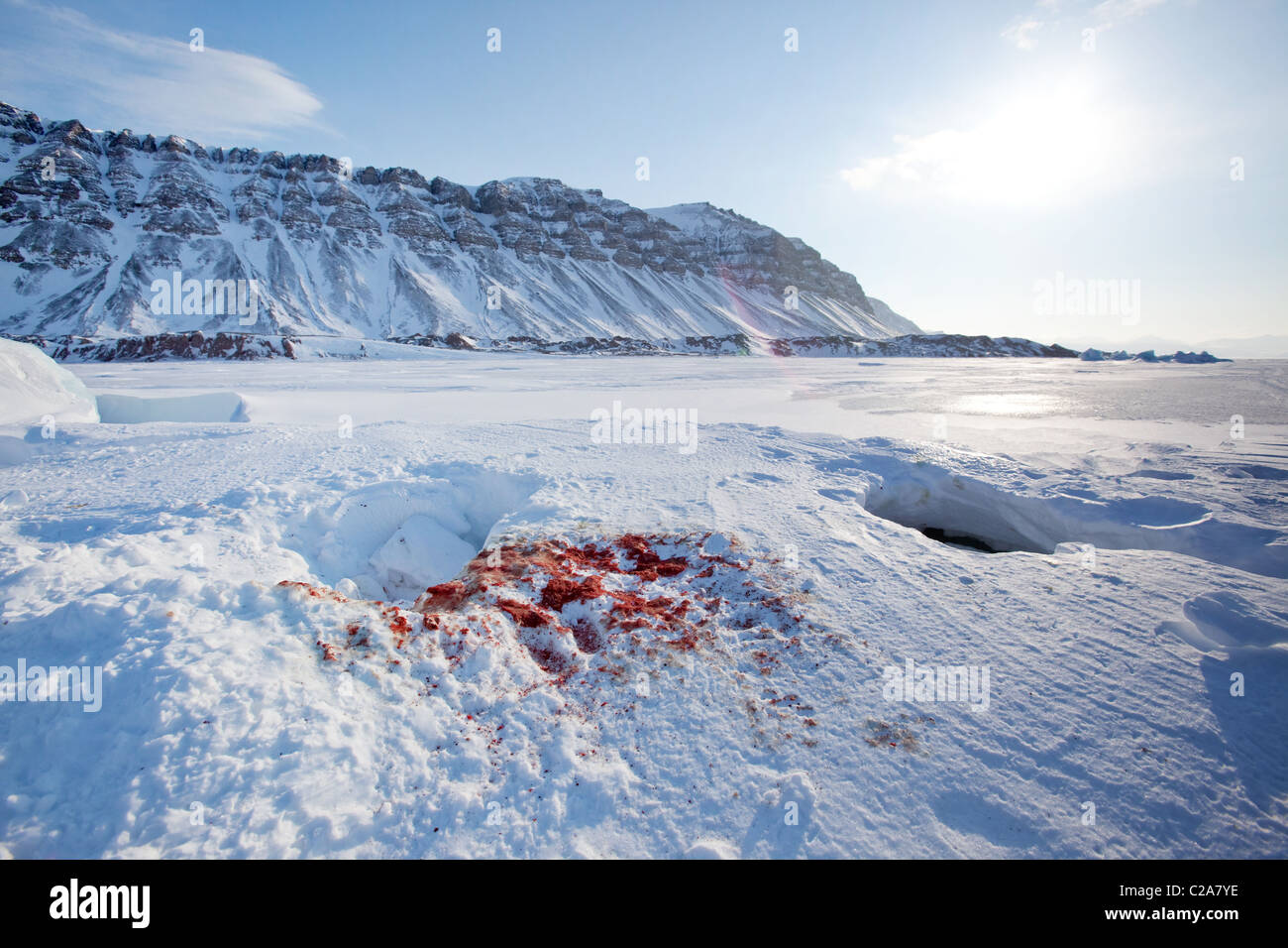 Blutigen Überreste einer Dichtung, nachdem er gefangen genommen und von einem Eisbär gefressen Stockfoto