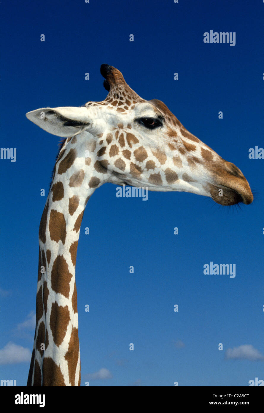 Eine afrikanische netzförmigen Giraffe streckt seinen langen Hals zu starren auf Besucher zu Busch Gardens, ein Tier & Abenteuer Themenpark in Tampa, Florida, USA. Stockfoto