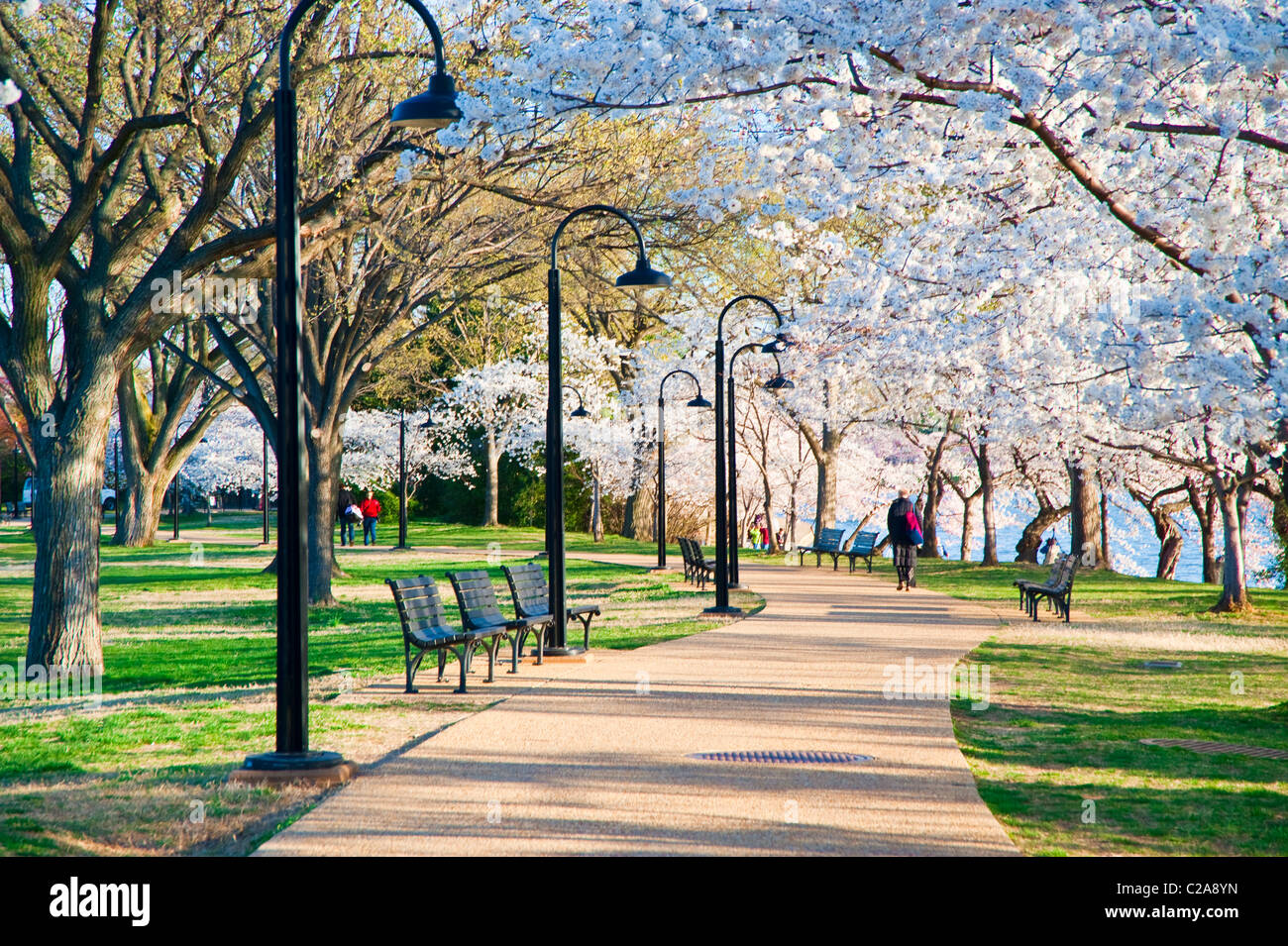 Ein Mann zu Fuß entlang eines Pfads mit Kirschbäume blühen overhead in Washington, D.C. Stockfoto