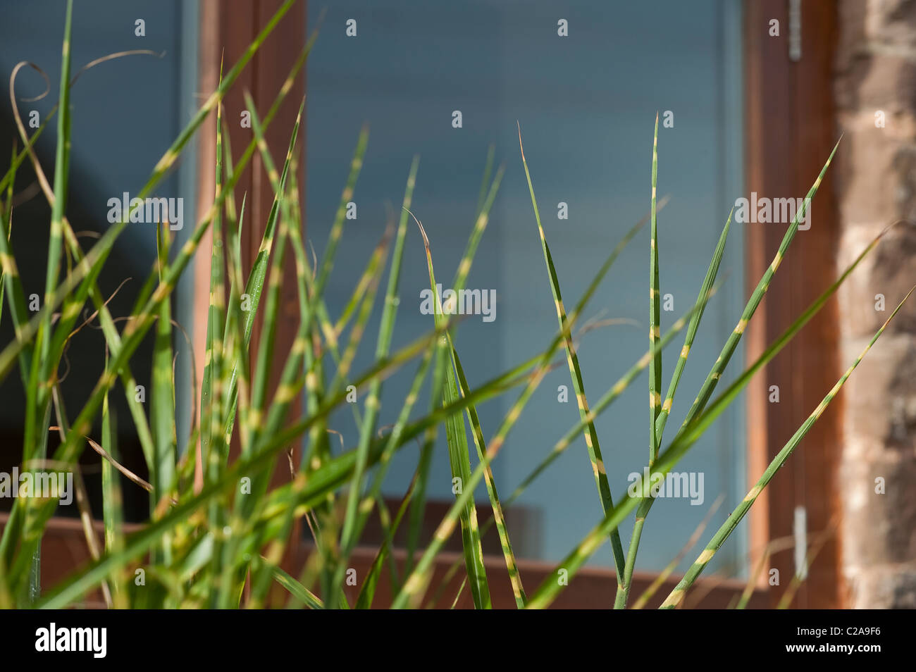 Gras wächst in einem Vorgarten hautnah. Stockfoto Gras wächst in einem Vorgarten hautnah. Stockfoto