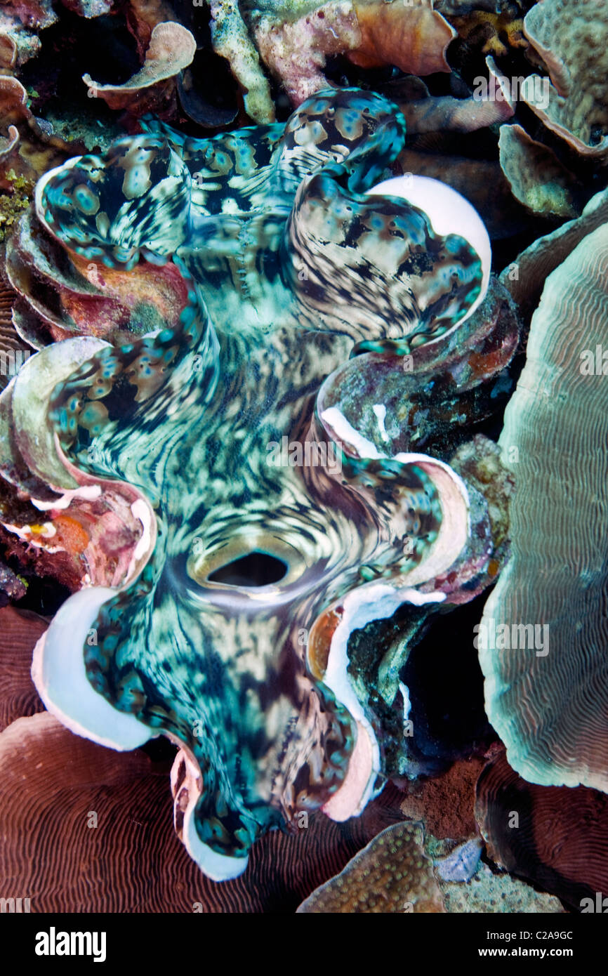 Riesenmuschel Tridacna am Korallenriff Stockfoto