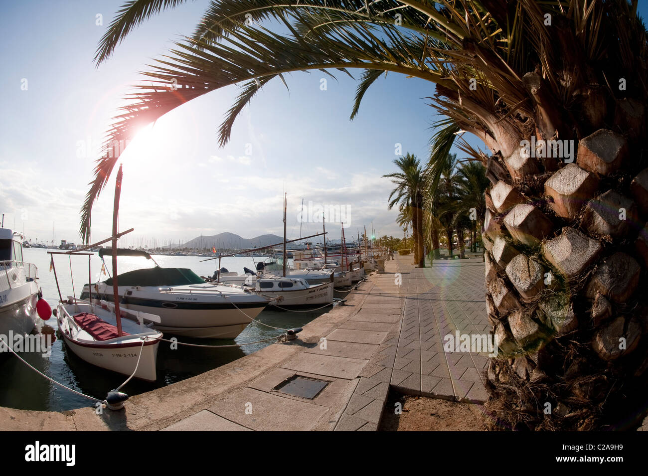 Palmen und Boote in der Marina am beliebten Urlaubsort Puerto de Alcudia, Mallorca, Spanien Stockfoto