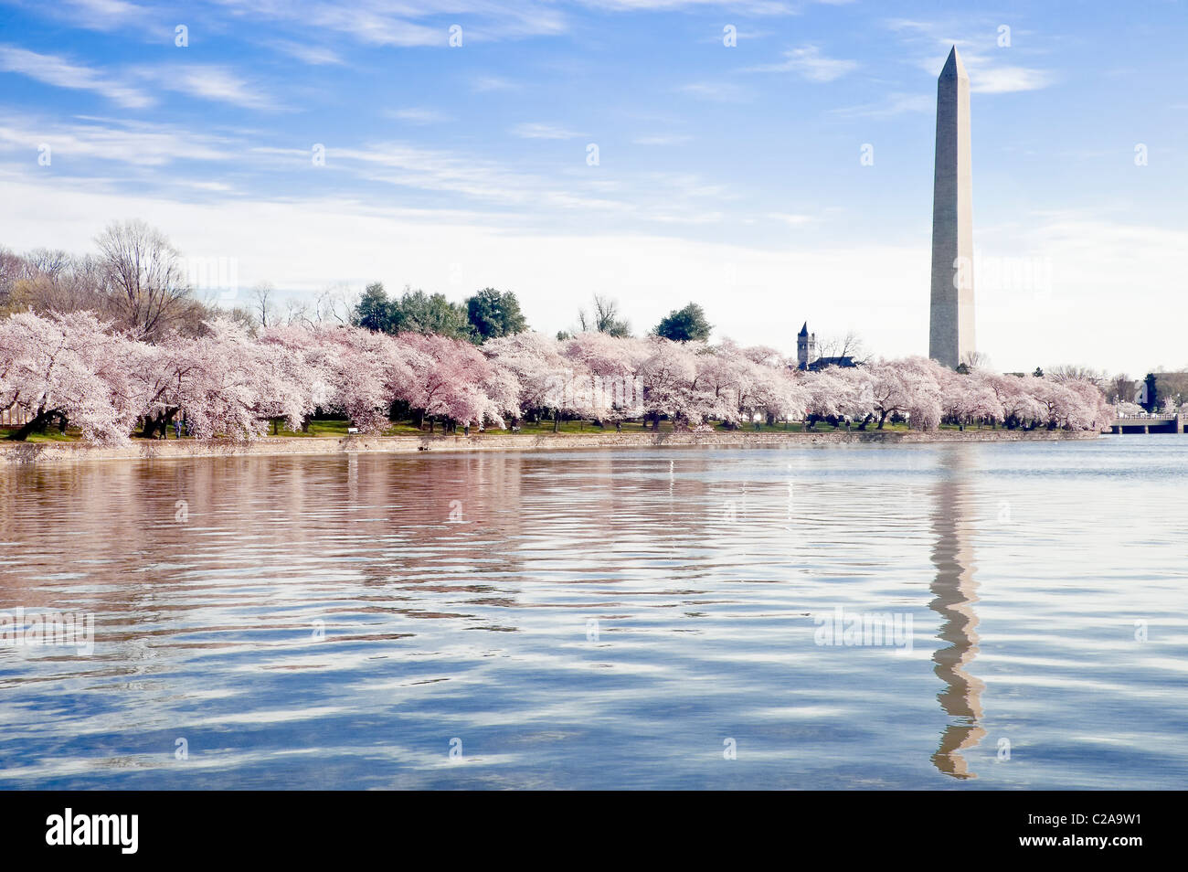 Kirschblüten entlang der Gezeitenbecken in Washington DC mit der Obelisk des Washington Monument im Hintergrund. Stockfoto