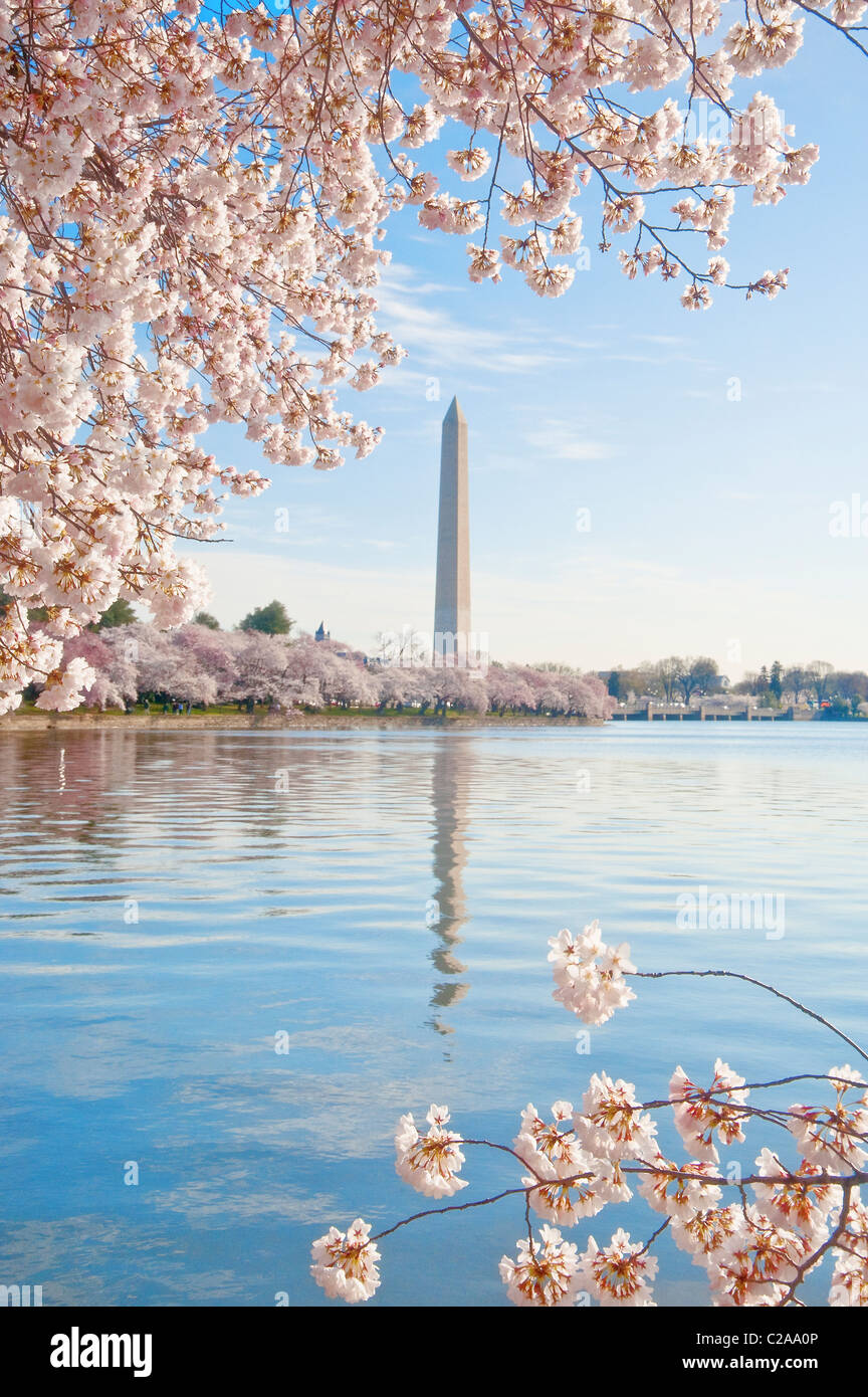 Kirschblüten entlang der Gezeitenbecken in Washington DC mit der Obelisk des Washington Monument im Hintergrund. Stockfoto