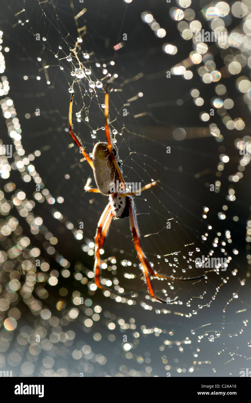 Spinnweben mit Wasser Tropfen Golden Orb Spider Stockfoto