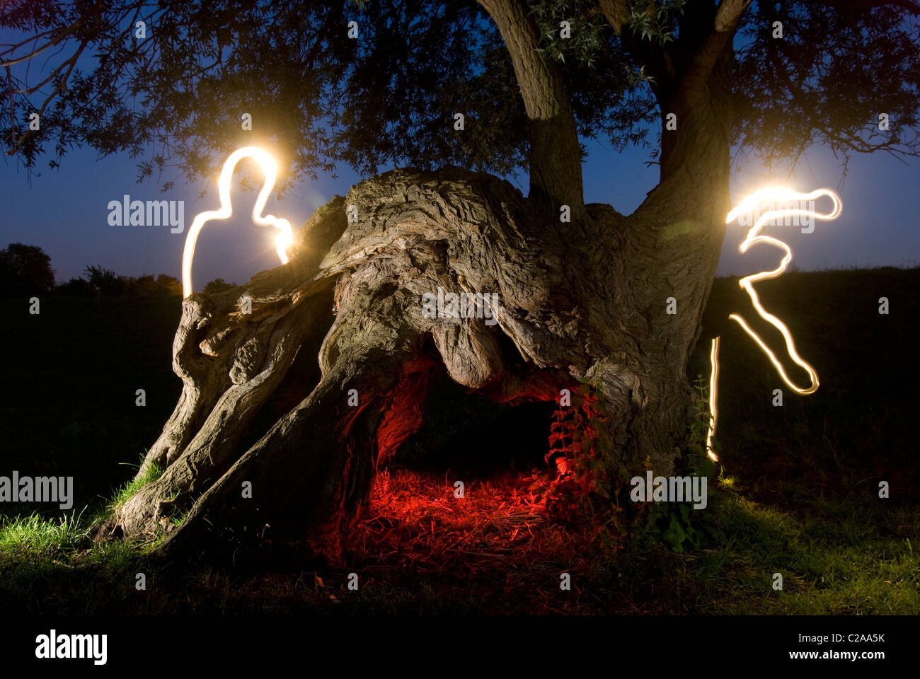 Kreative Lichtmalerei um einen deformierten Baum in der Nacht Stockfoto