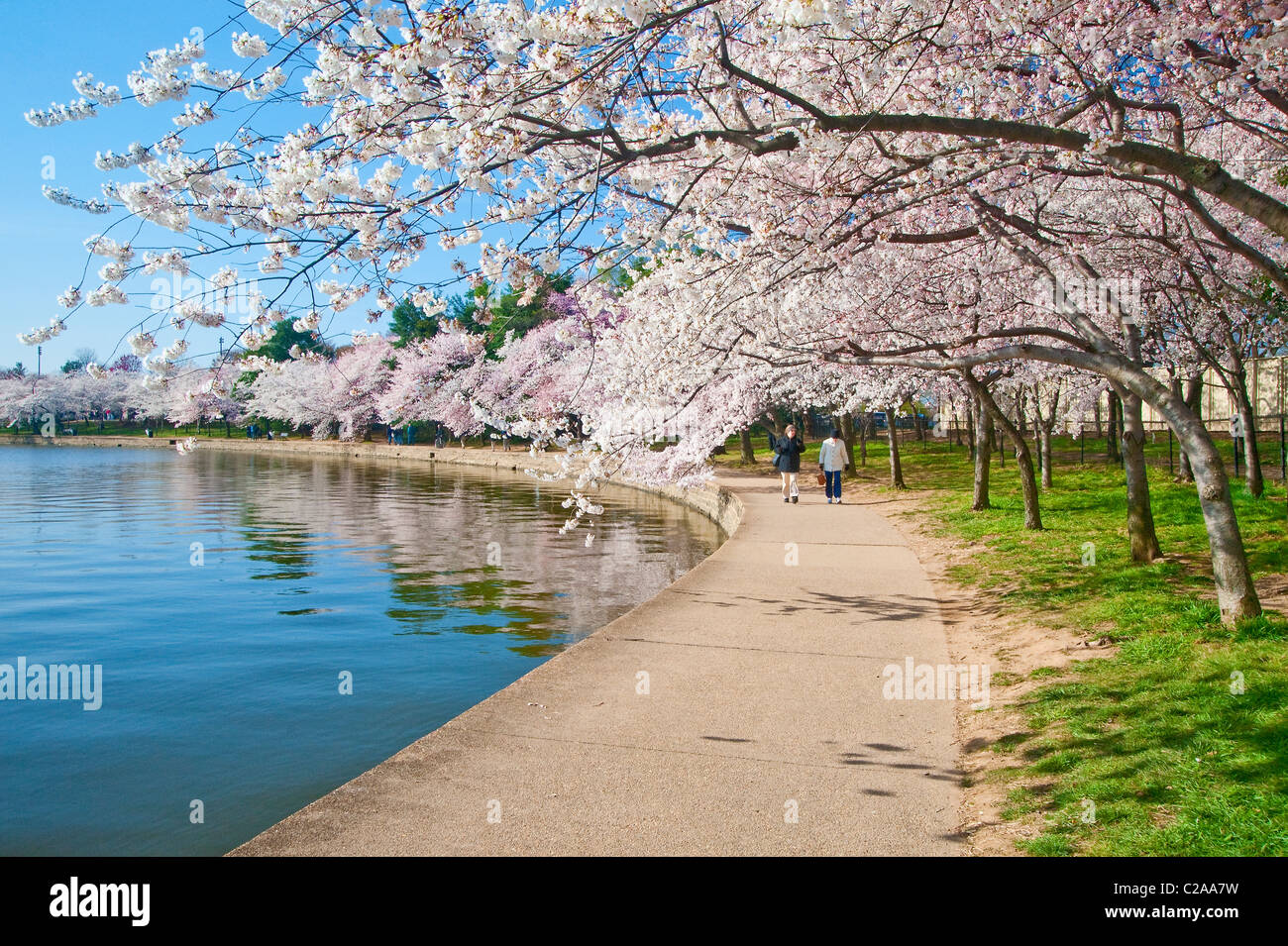 Kirschblüten entlang der Gezeitenbecken in Washington, D.C. Stockfoto