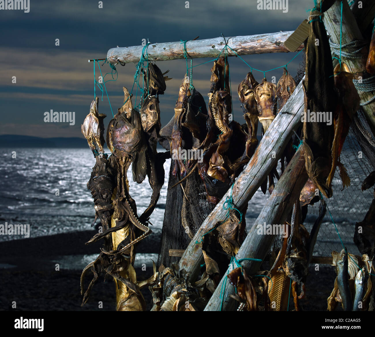 Trocknung einer Vielzahl Fisch für Fisch verarbeitenden Gewerbe, Island Stockfoto